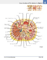 Frank H. Netter, MD - Atlas of Human Anatomy (6th ed ) 2014, page 362